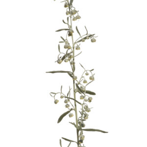 Artemisia dracunculus - Russischer Estragon