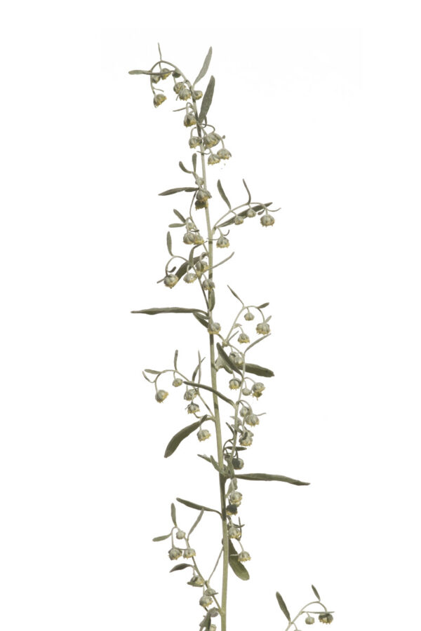 Artemisia dracunculus - Russischer Estragon