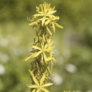 Asphodeline lutea - Mittelmeer-Junkerlilie