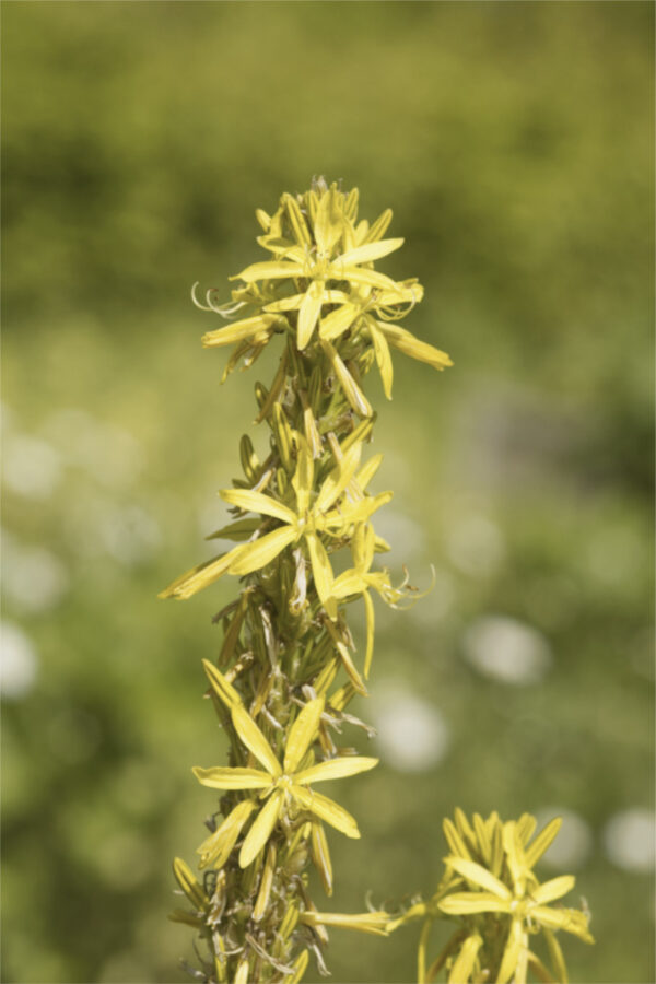 Asphodeline lutea - Mittelmeer-Junkerlilie