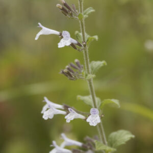 Calamintha nepeta - Kleine Bergminze