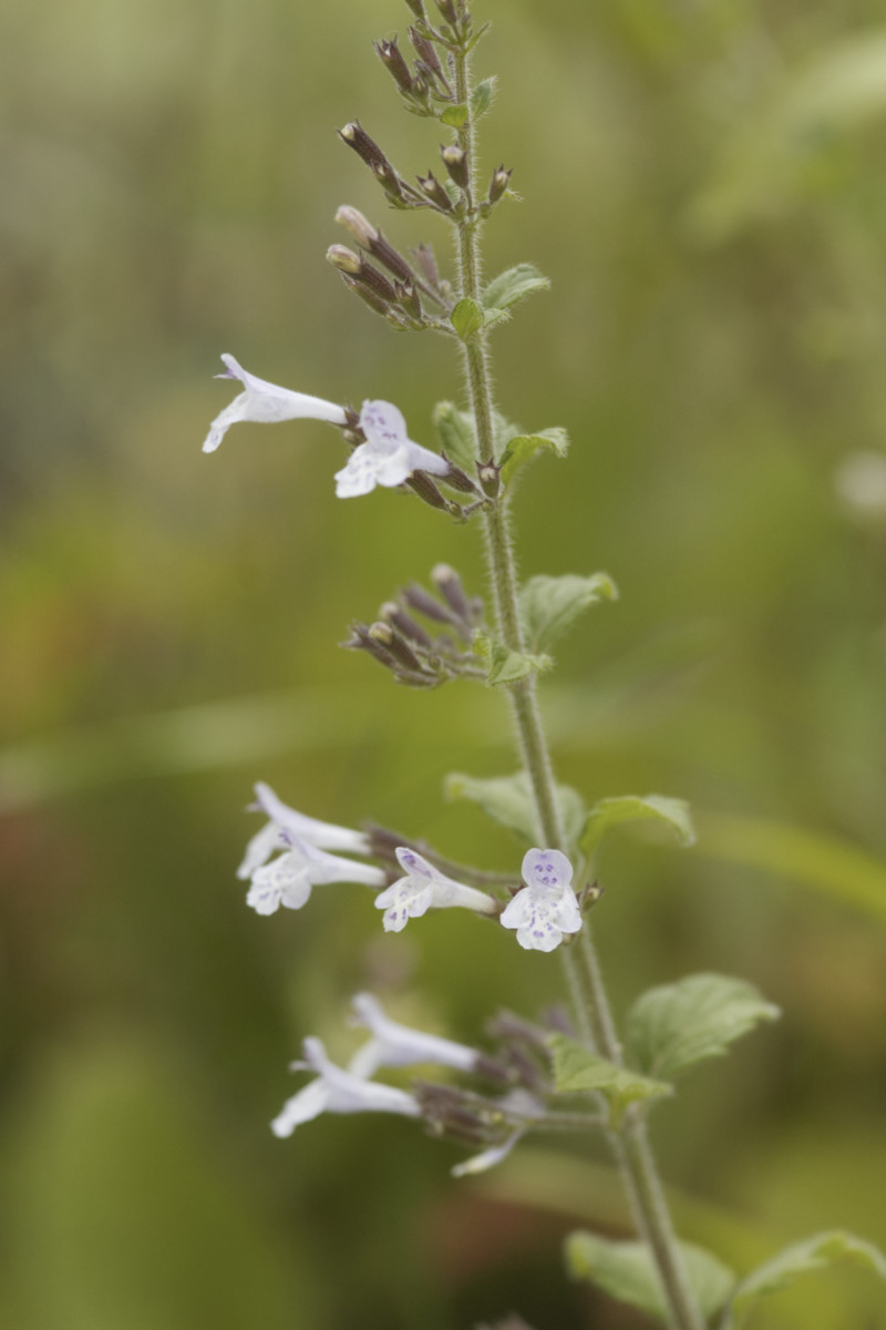Calamintha nepeta - Kleine Bergminze