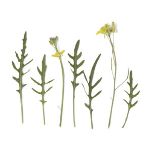 Diplotaxis tenuifolia - Italienische Rauke