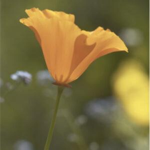 Eschscholzia californica - Goldmohn