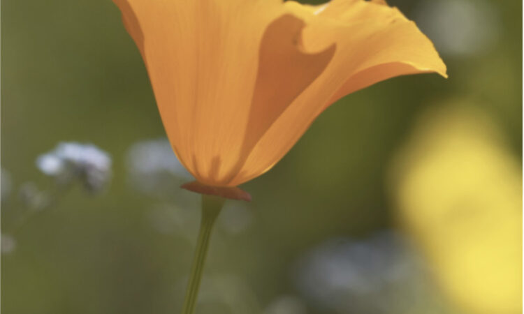 Eschscholzia californica - Goldmohn