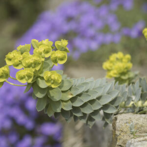 Euphorbia myrsinites - Walzen-Wolfsmilch