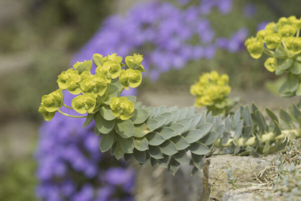 Euphorbia myrsinites - Walzen-Wolfsmilch