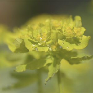 Euphorbia polychroma - Gold-Wolfsmilch