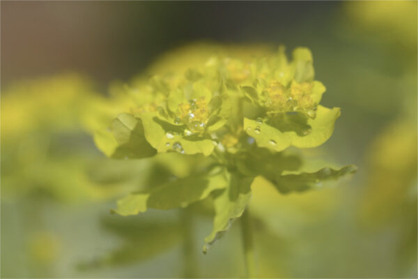 Euphorbia polychroma - Gold-Wolfsmilch