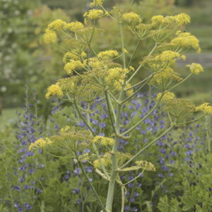 Ferula communis - Riesenfenchel