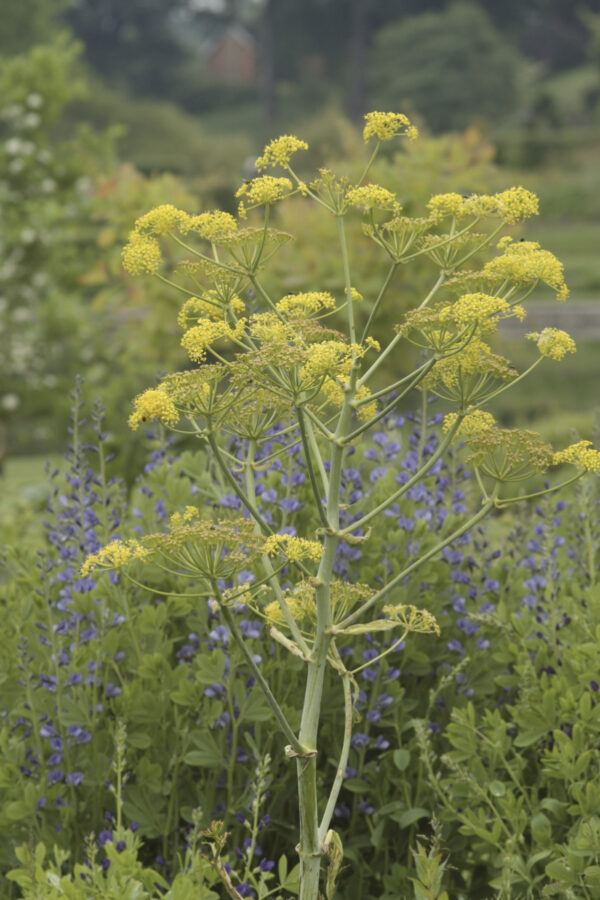 Ferula communis - Riesenfenchel