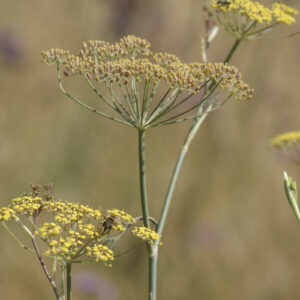 Foeniculum vulgare 'Purpureum' - Bronzeblättriger Fenchel