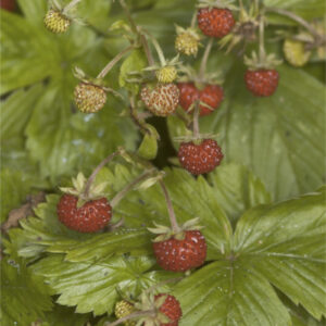 Fragaria vesca - Walderdbeere