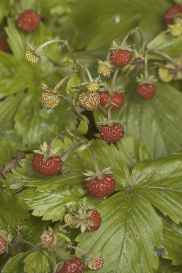 Fragaria vesca - Walderdbeere