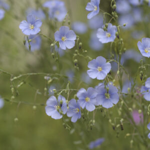 Linum perenne - Staudenlein