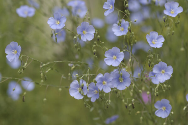 Linum perenne - Staudenlein