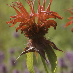 Monarda didyma 'Jacob Cline'