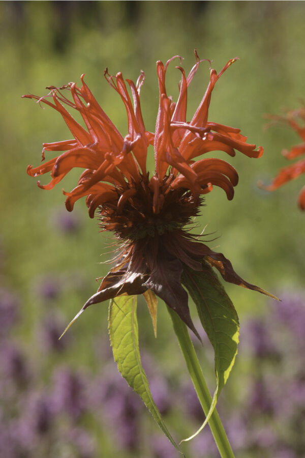 Monarda didyma 'Jacob Cline'