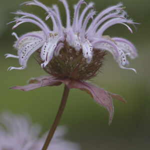 Monarda fistulosa - Wildes Bergamott