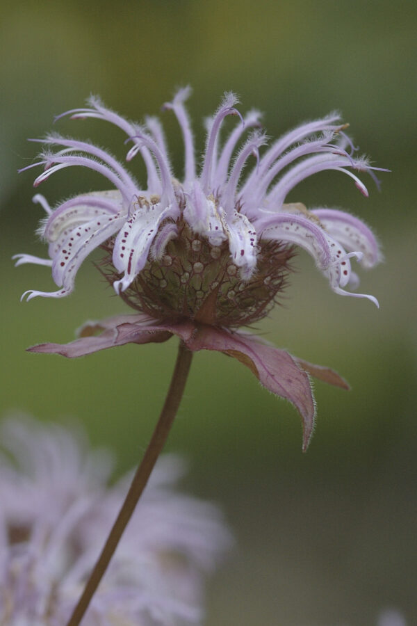 Monarda fistulosa - Wildes Bergamott