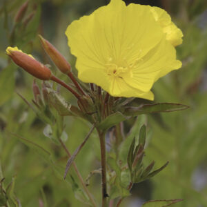 Oenothera tetragona - Rotstängelige Nachtkerze