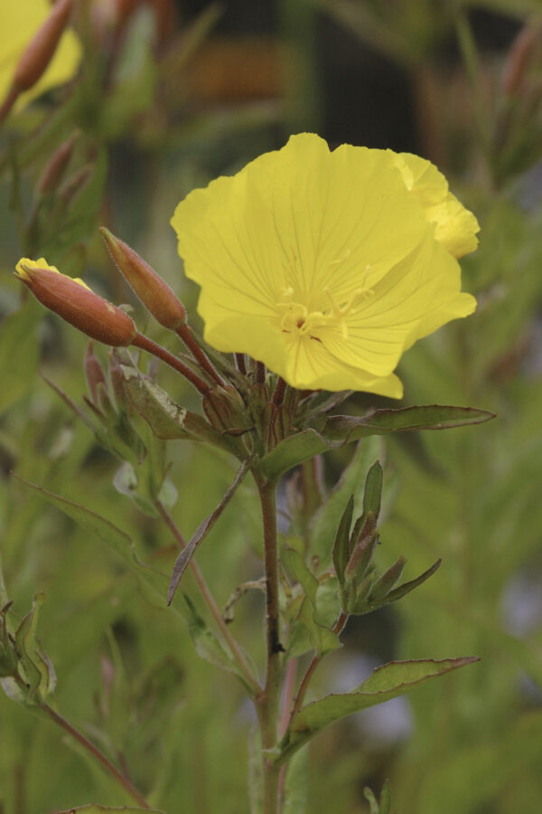 Oenothera tetragona - Rotstängelige Nachtkerze