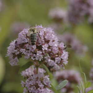 Origanum vulgare 'Compactum' - Polster-Dost