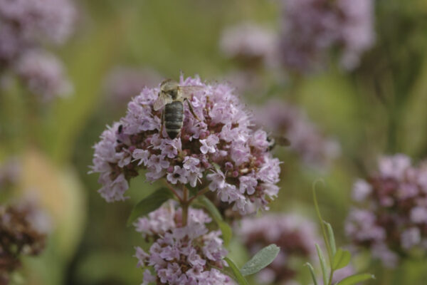 Origanum vulgare 'Compactum' - Polster-Dost