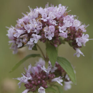 Origanum vulgare - Dost