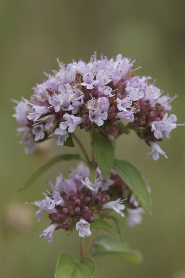 Origanum vulgare - Dost