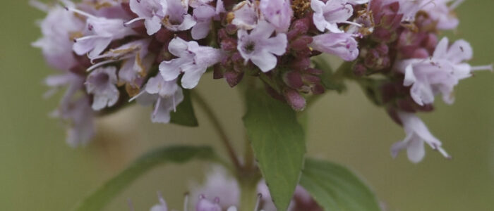 Origanum-vulgare-0496