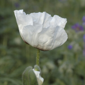 Papaver orientale ‘Royal Wedding’