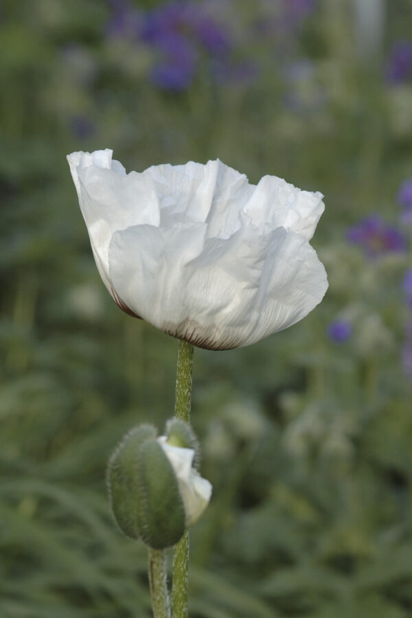 Papaver orientale ‘Royal Wedding’