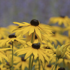 Rudbeckia fulgida var. sullivantii ‘Goldsturm’