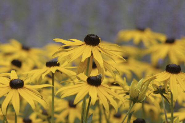 Rudbeckia fulgida var. sullivantii ‘Goldsturm’