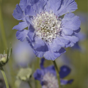 Scabiosa caucasica 'Fama Tiefblau' Kaukasus - Witwenblume 'Fama Tiefblau'