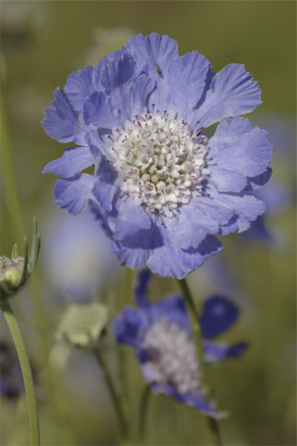 Scabiosa caucasica 'Fama Tiefblau' Kaukasus - Witwenblume 'Fama Tiefblau'