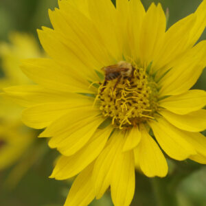 Silphium perfoliatum - Bercherpflanze, Harzkraut