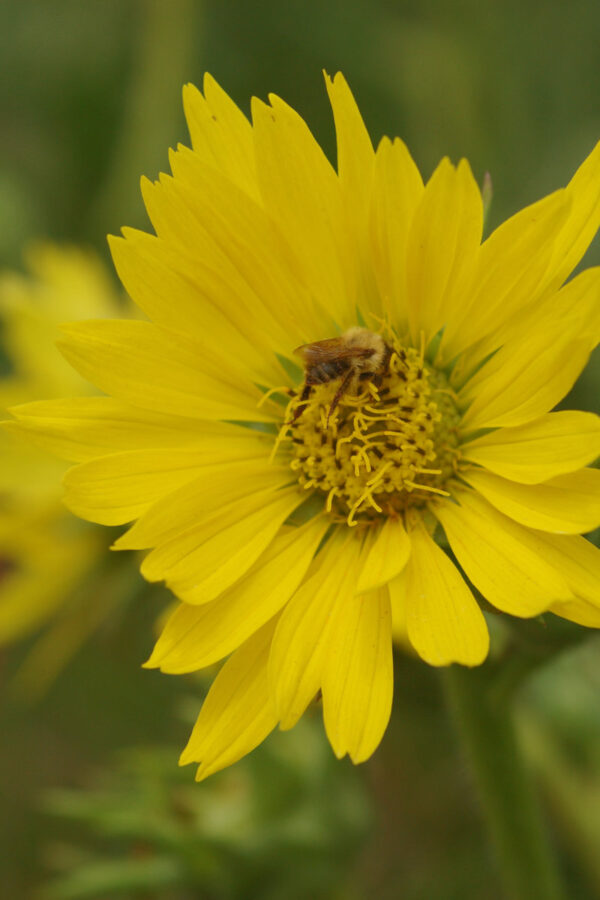 Silphium perfoliatum - Bercherpflanze, Harzkraut