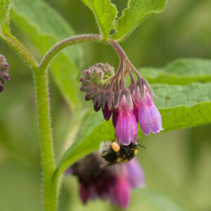 Symphytum officinale - Arznei-Beinwell