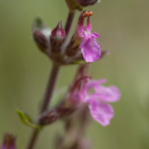 Teucrium x lucidrys - Immergrüner Gamander