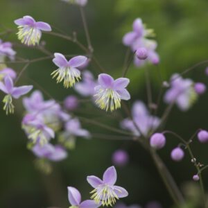 Thalictrum delavayi