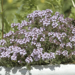 Thymus vulgaris ‘Compactus’