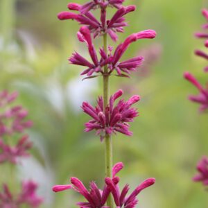 Agastache mexicana Sangria