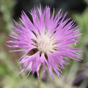 Centaurea pulcherrima