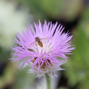 Centaurea pulcherrima mit Biene