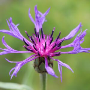 Centaurea triumfettii