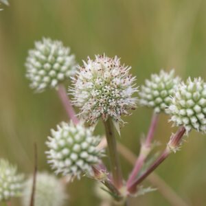 Eryngium yuccifolium