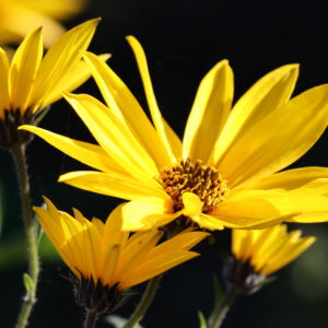 Helianthus tuberosus 'Topstar'