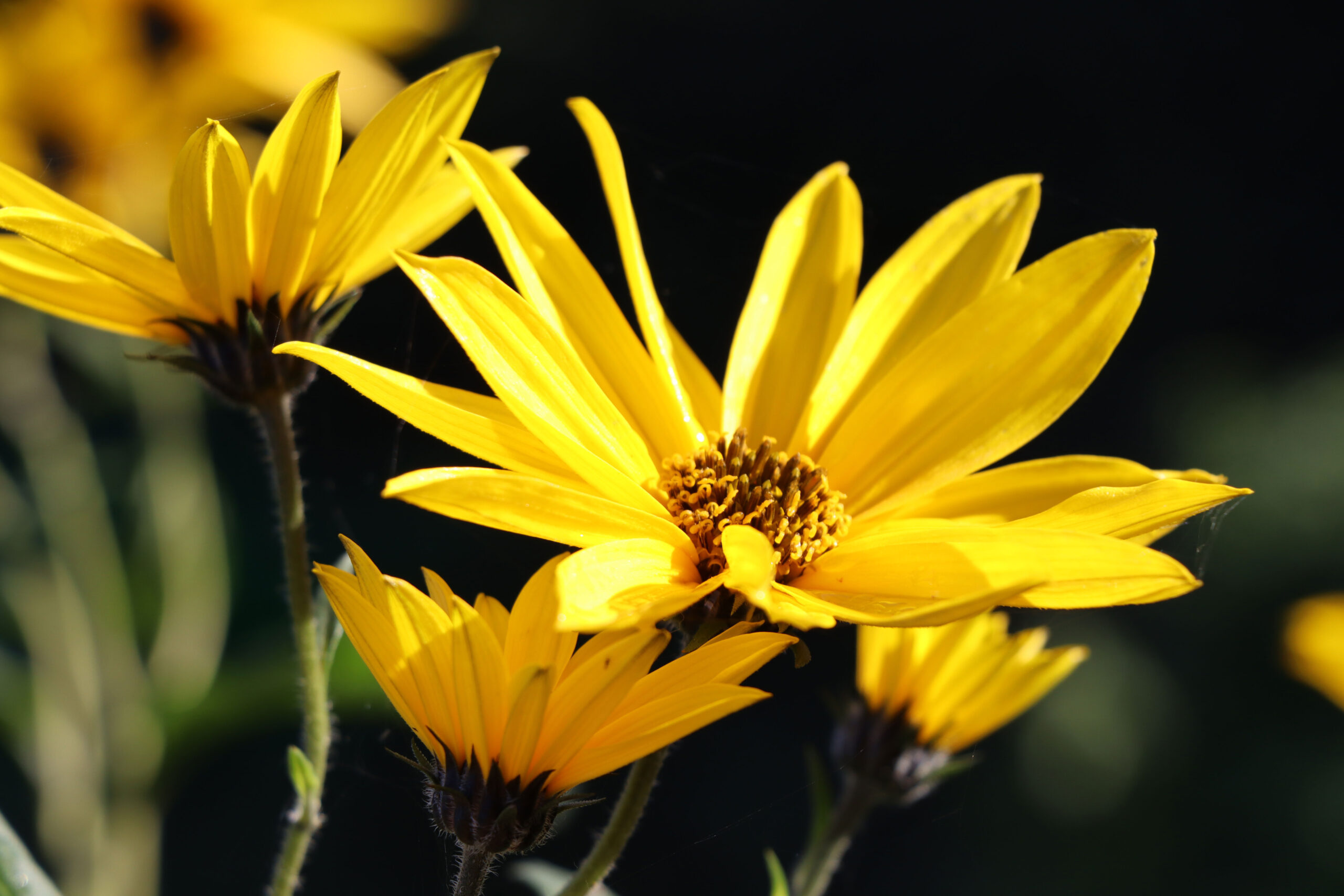 Helianthus tuberosus 'Topstar'